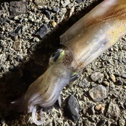 なかなか渋い1日