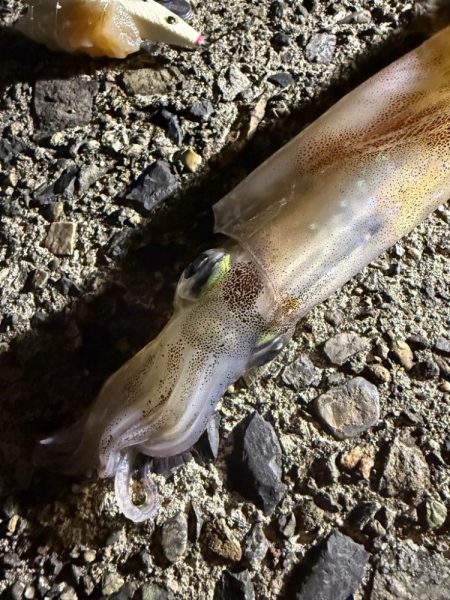 なかなか渋い1日