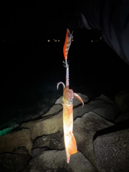 降雪ヤリイカ狙い