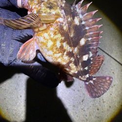 メバルは3月に期待