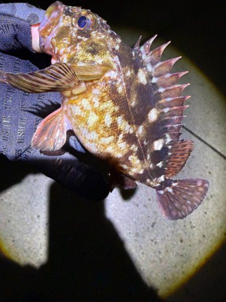 メバルは3月に期待