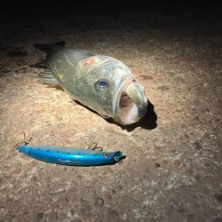 干潮でシーバスのアタックが美しく