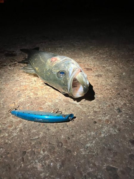 干潮でシーバスのアタックが美しく