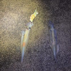 【小浜〜三方】2年ぶりヤリイカ狙い