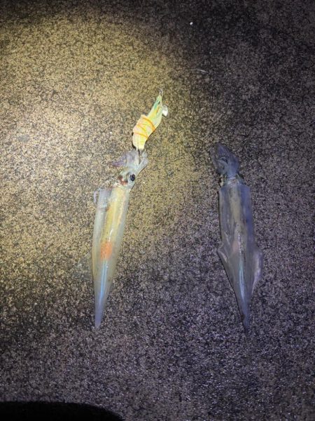 【小浜〜三方】2年ぶりヤリイカ狙い