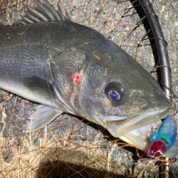 ヒル付きのシーバスが帰って来るぞ