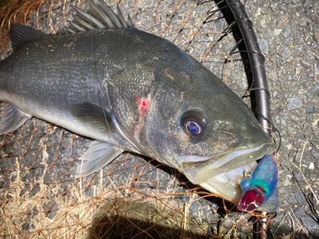 ヒル付きのシーバスが帰って来るぞ