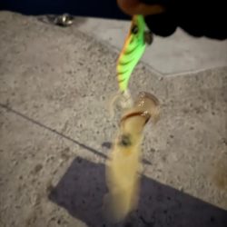 結果ヤリイカ釣行