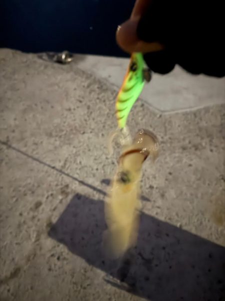 結果ヤリイカ釣行