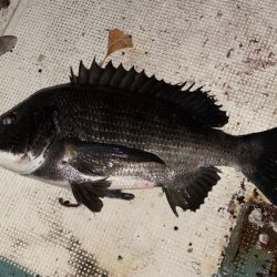 好調！　チヌジギング