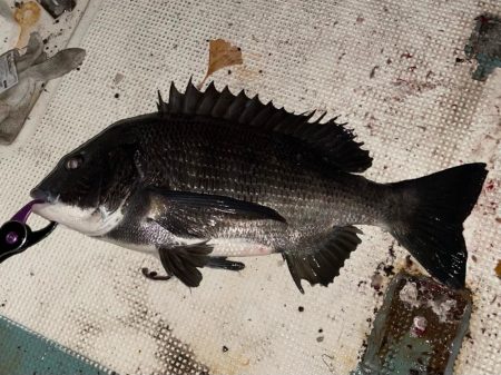 好調！　チヌジギング