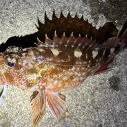 ガシリング　好調です