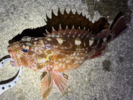 ガシリング　好調です