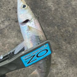 朝マズメのカマス釣りで20匹GET