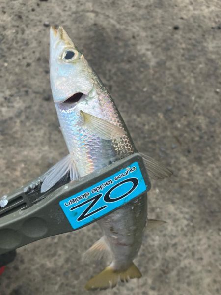 朝マズメのカマス釣りで20匹GET