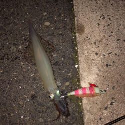 爆釣の道は遠い……