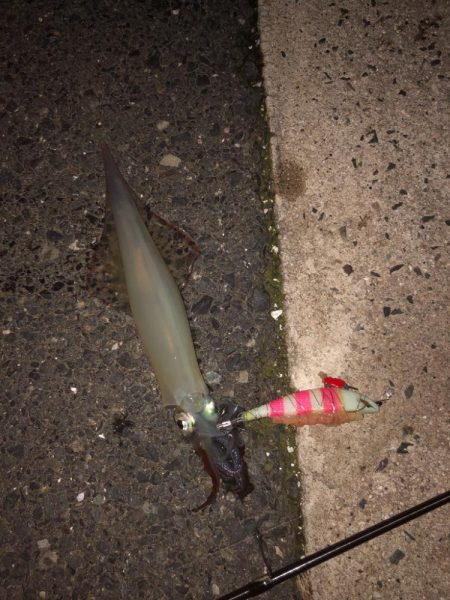 爆釣の道は遠い……