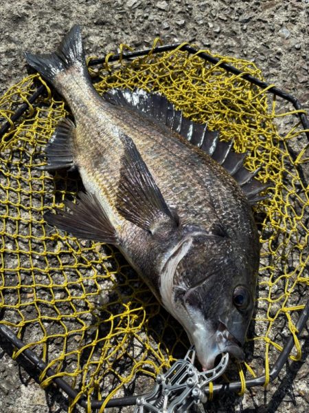 ヘチってきました