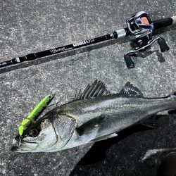 寒くても鞭打っていけば釣れる!