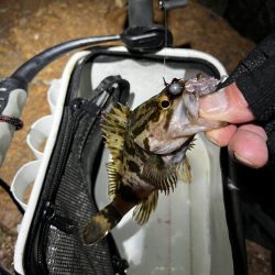 メバリング。。。?