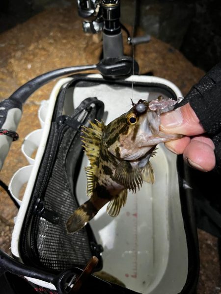 メバリング。。。？