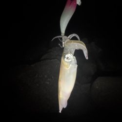 久しぶりに🐟🦑