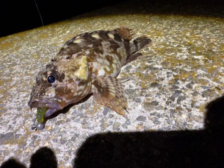 久しぶりにガシリング