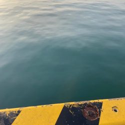 カマスを求めて