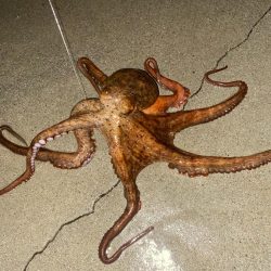 外道の1500gマダコ釣れた