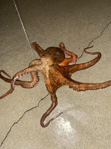 外道の1500gマダコ釣れた