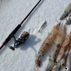 ヤリイカエギング、爆釣?