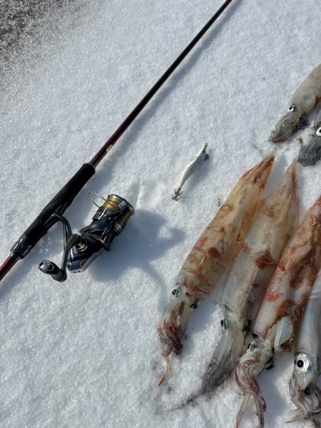 ヤリイカエギング、爆釣?