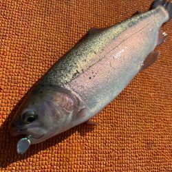 爆ふーんトラウト