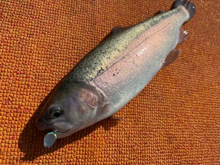 爆ふーんトラウト