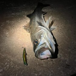 バチ抜けで悔しくもあと2cm！