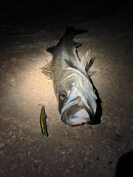 バチ抜けで悔しくもあと2cm！