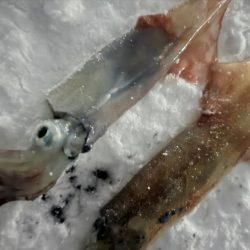 吹雪の中エギング