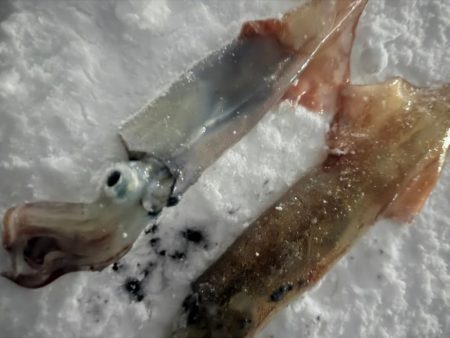 吹雪の中エギング