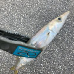 朝マズメのカマス釣りで22匹GET