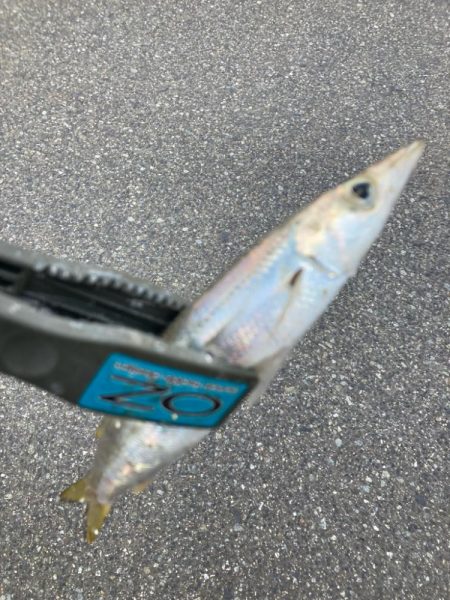 朝マズメのカマス釣りで22匹GET