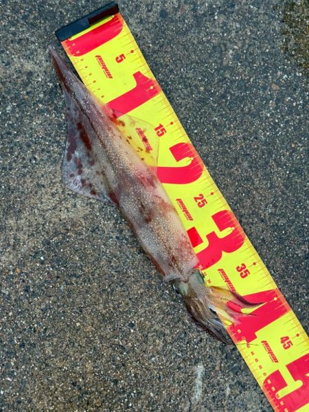 タマズメ、短時間釣行