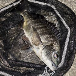 ヘチってきました