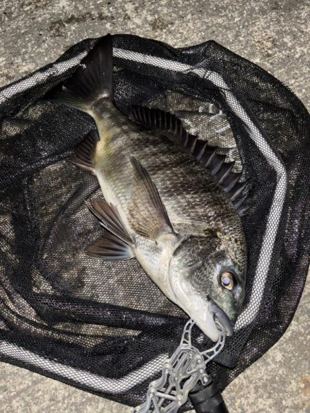 ヘチってきました