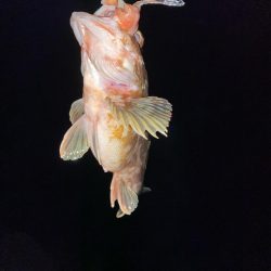 良型カサゴばかり