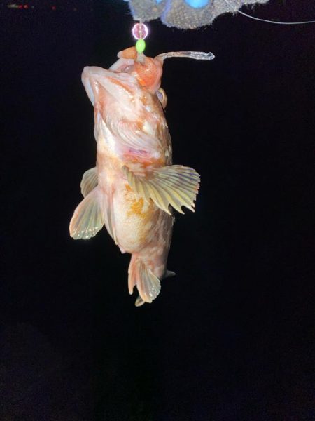 良型カサゴばかり