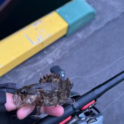 根魚ライトゲーム