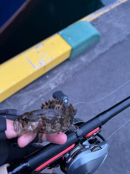 根魚ライトゲーム