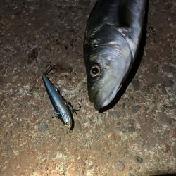 3投目で見事ヒット❗️しかしその後アタリ無し