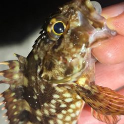 鯵は何処へ・・・