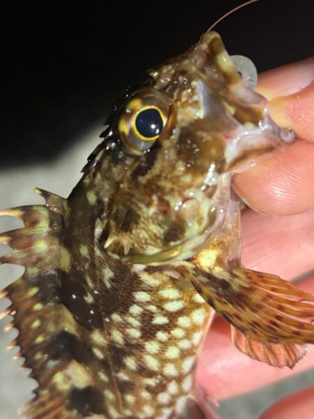 鯵は何処へ・・・